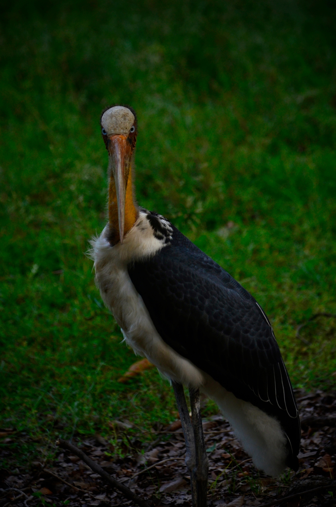 Bird